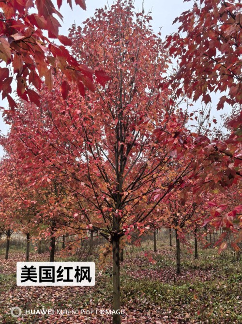 2026年3月雞爪槭綠化苗木基地最新推薦，葉形優(yōu)美園林造景首