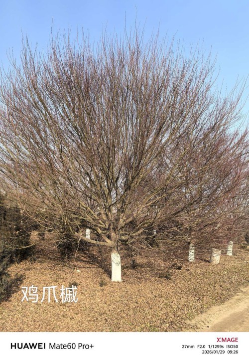 2026年3月雞爪槭苗木基地最新推薦，葉形優(yōu)美造景效果好