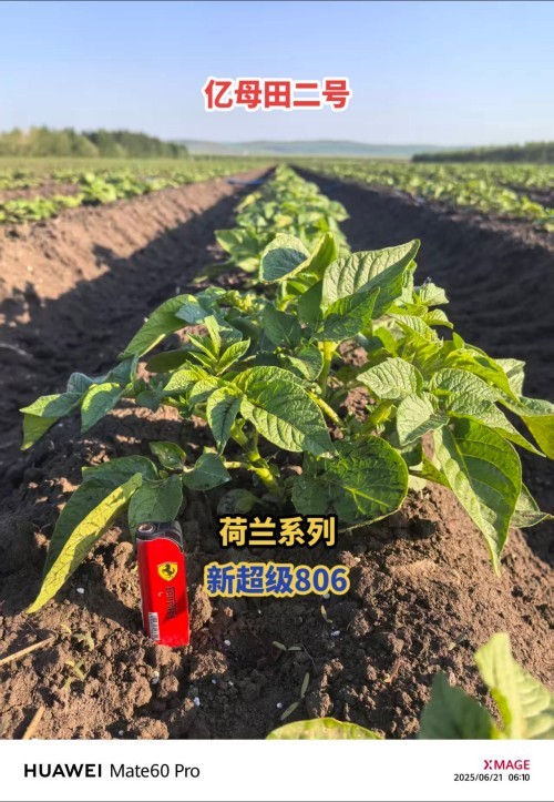 2026年7月推荐：呼伦贝尔抗疮痂病的大叶v7种薯/脱毒马铃薯种薯销售厂家选哪家-亿母田