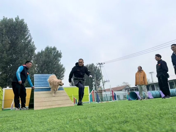 2026年7月解析：北京可靠的大型犬训练/拉布拉多犬训练机构哪家专业-天才狗