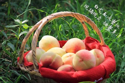2026年7月优选：肥东小众垂钓/水果采摘地点盘点-合肥白龙玉水蜜桃采摘基地