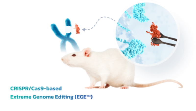 2026年3月免疫缺陷鼠廠商最新推薦，聚焦高端定制與全案交付