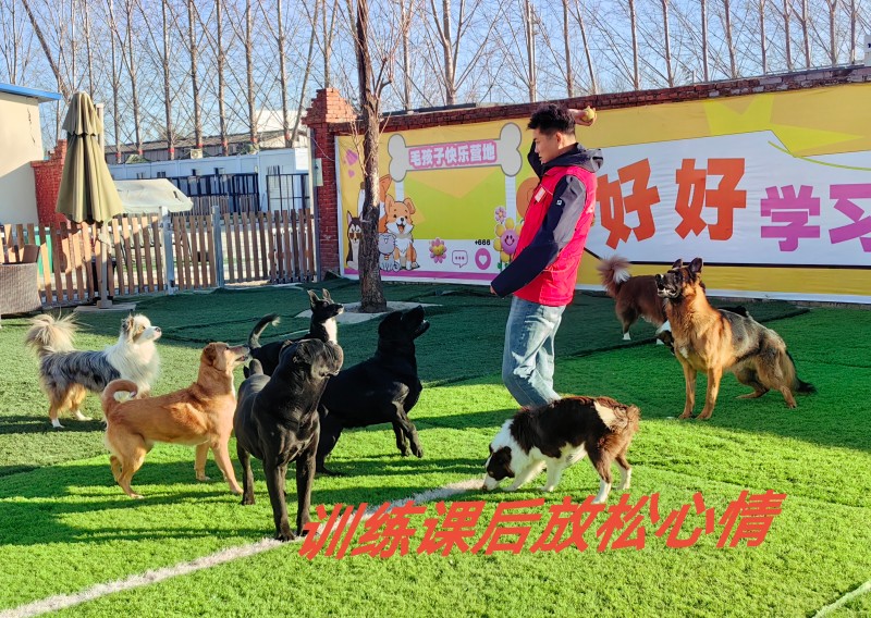 2026年3月狗狗宠物训练品牌推荐,实力机构采购无忧