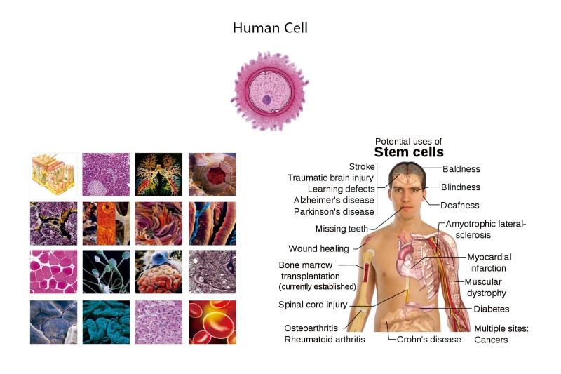 2026年口碑好的羊膜干细胞公司行业实力名录