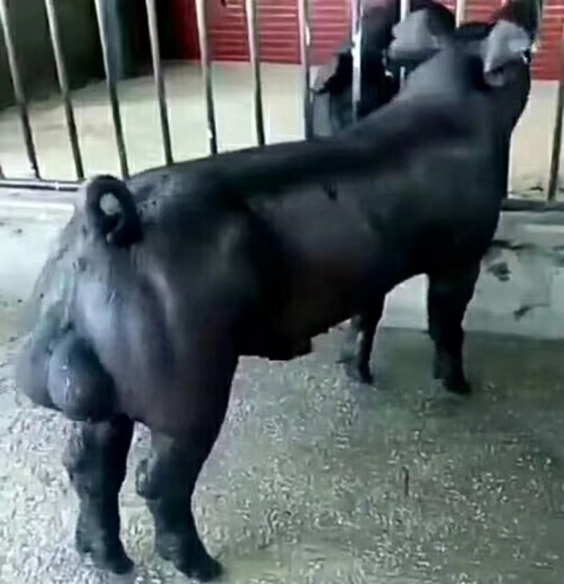 2026年可靠的三元仔猪黑猪批发基地采购优选榜单