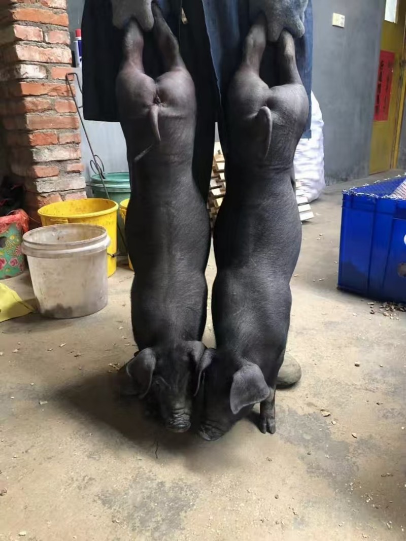 2026年可靠的黑猪仔猪批发基地优质品牌推荐名录