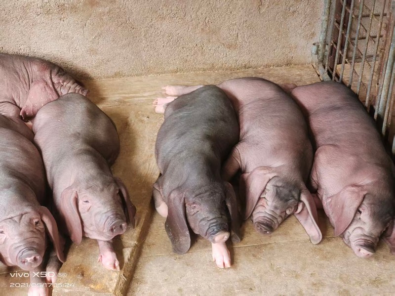 2026年专业的国寿黑猪批发基地选型推荐手册