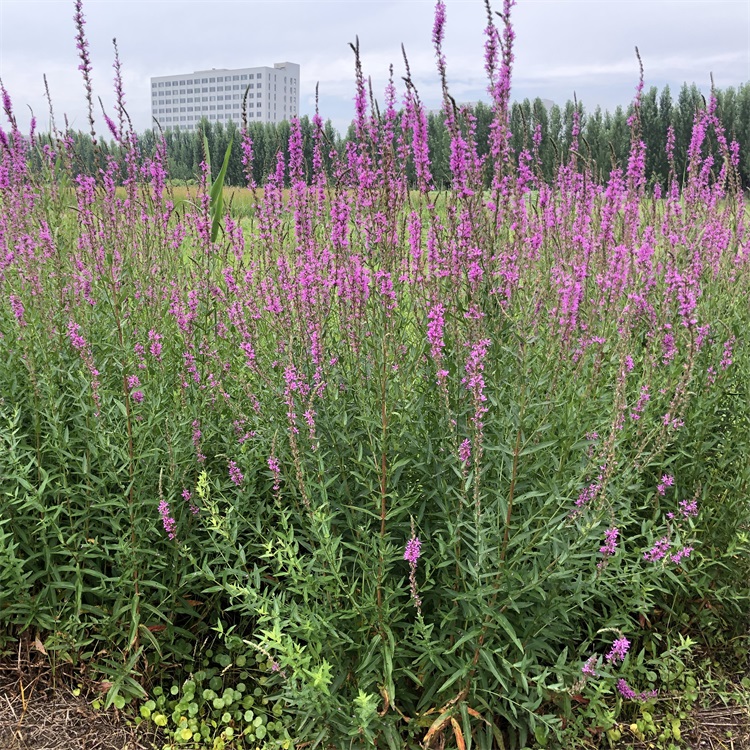 水葱