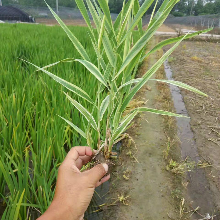 花叶芦竹