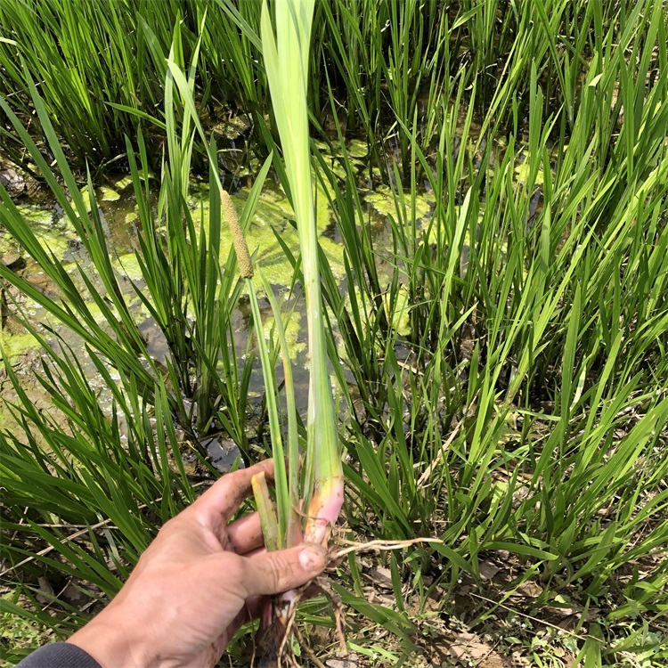 千屈菜