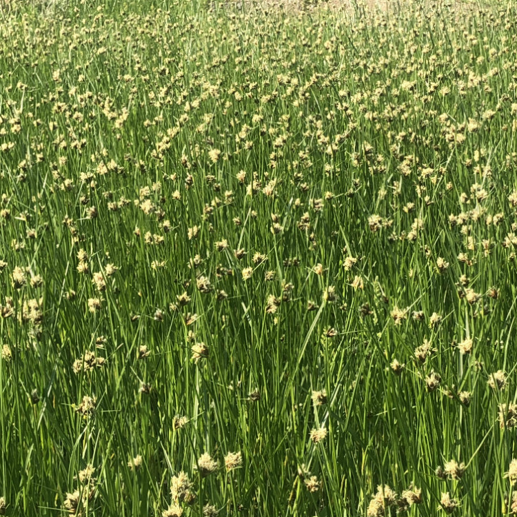 香蒲