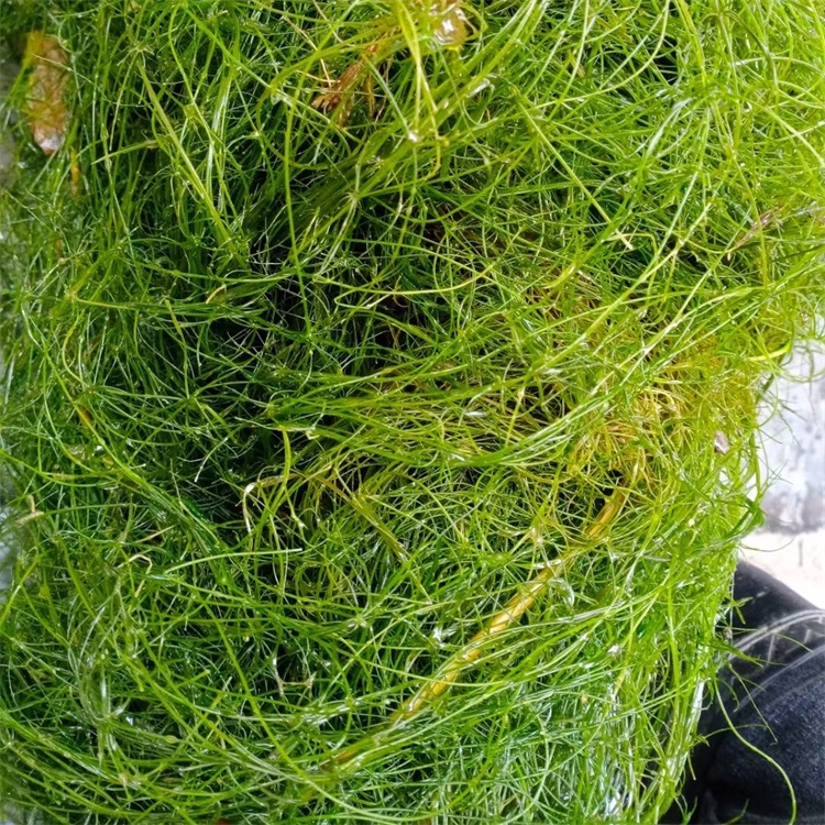 菹草