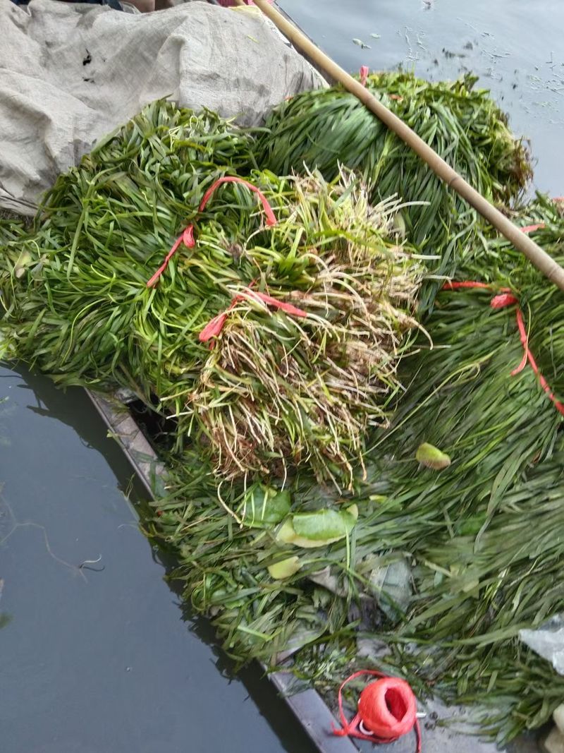 密刺苦草