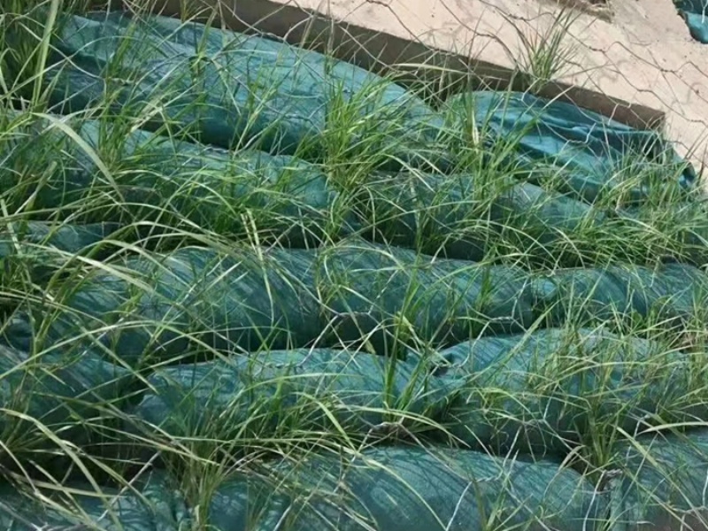 生态袋