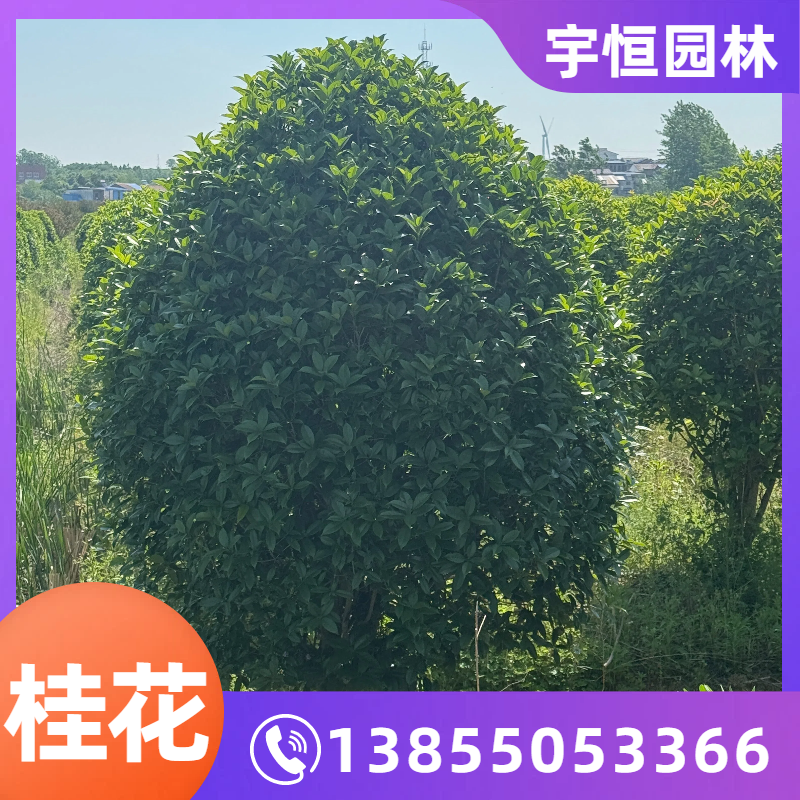 辽源桂花