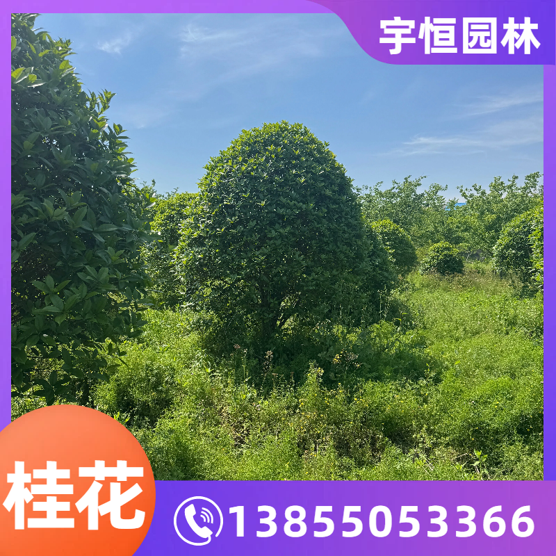 辽源桂花