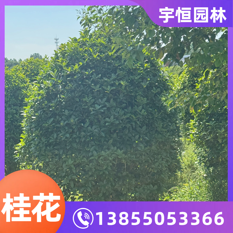 辽源桂花