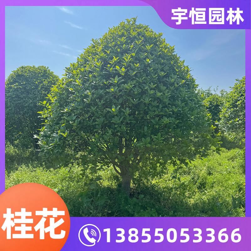 辽源桂花