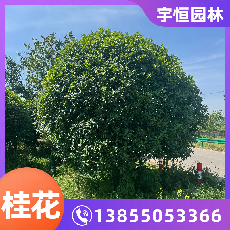 辽源桂花