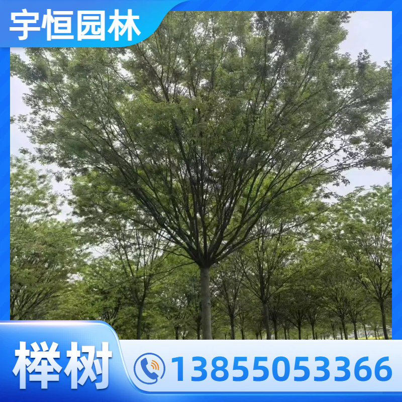 辽源榉树