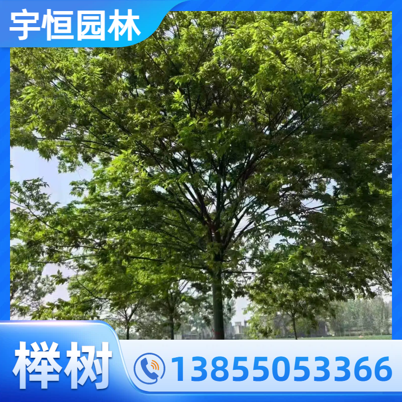 辽源榉树