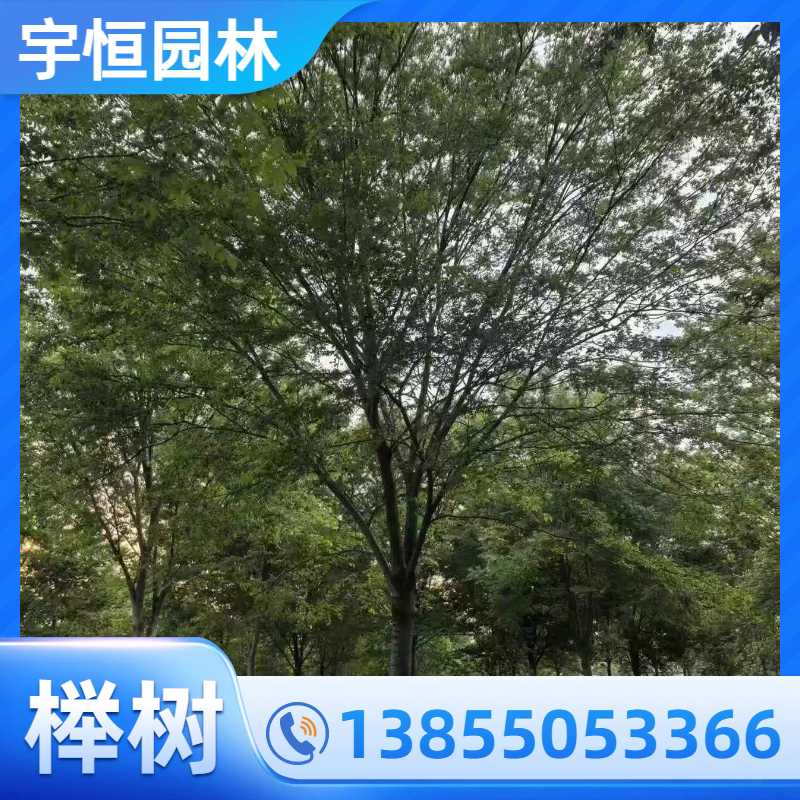 辽源榉树