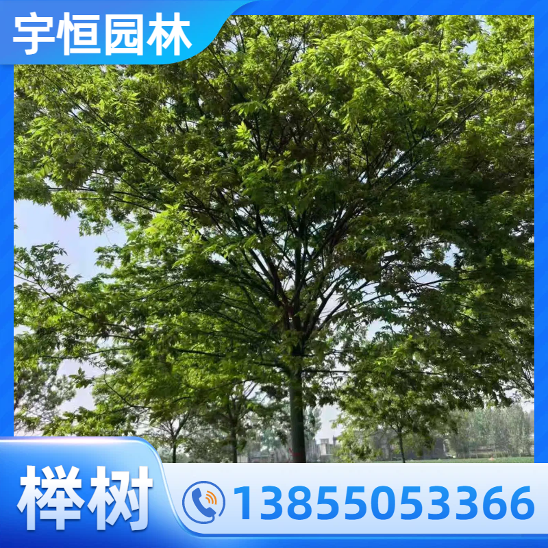 辽源榉树