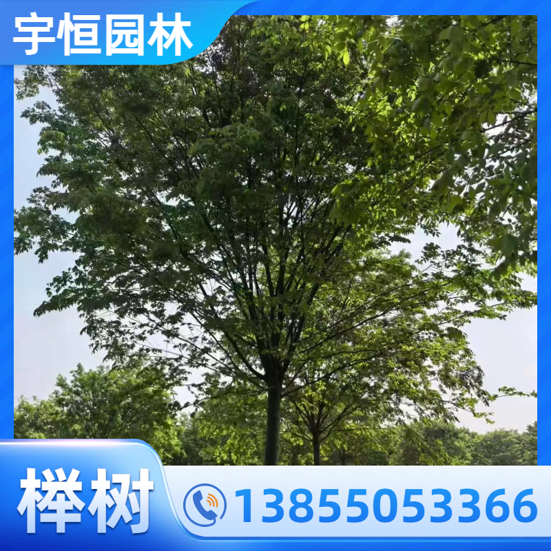 辽源榉树