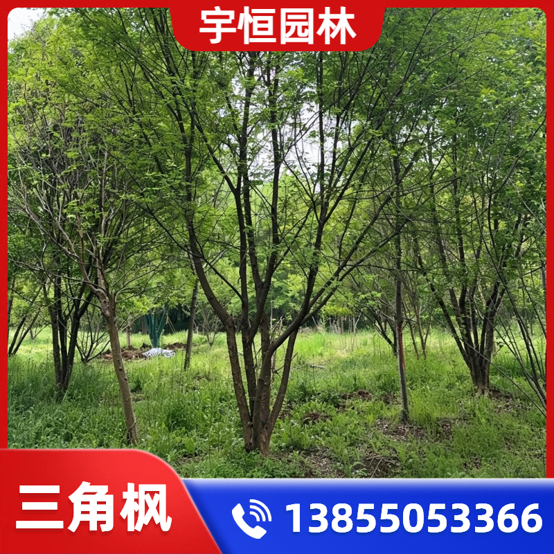 辽源三角枫