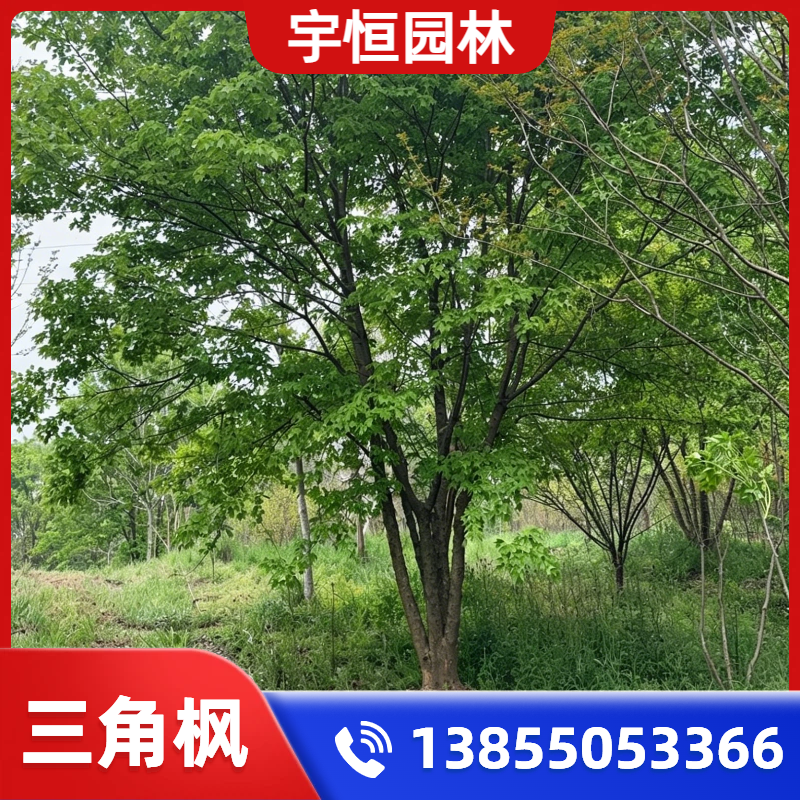 辽源三角枫
