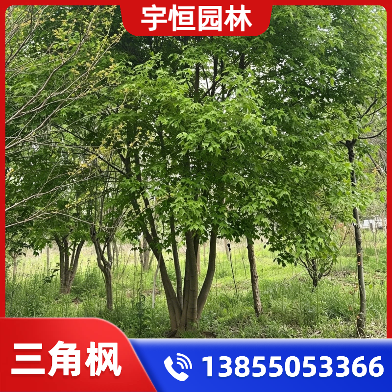 辽源三角枫