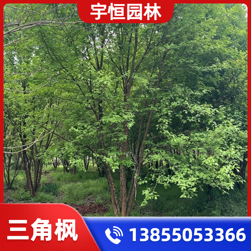 辽源三角枫