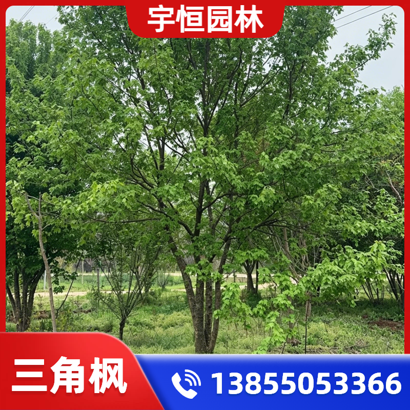 辽源三角枫
