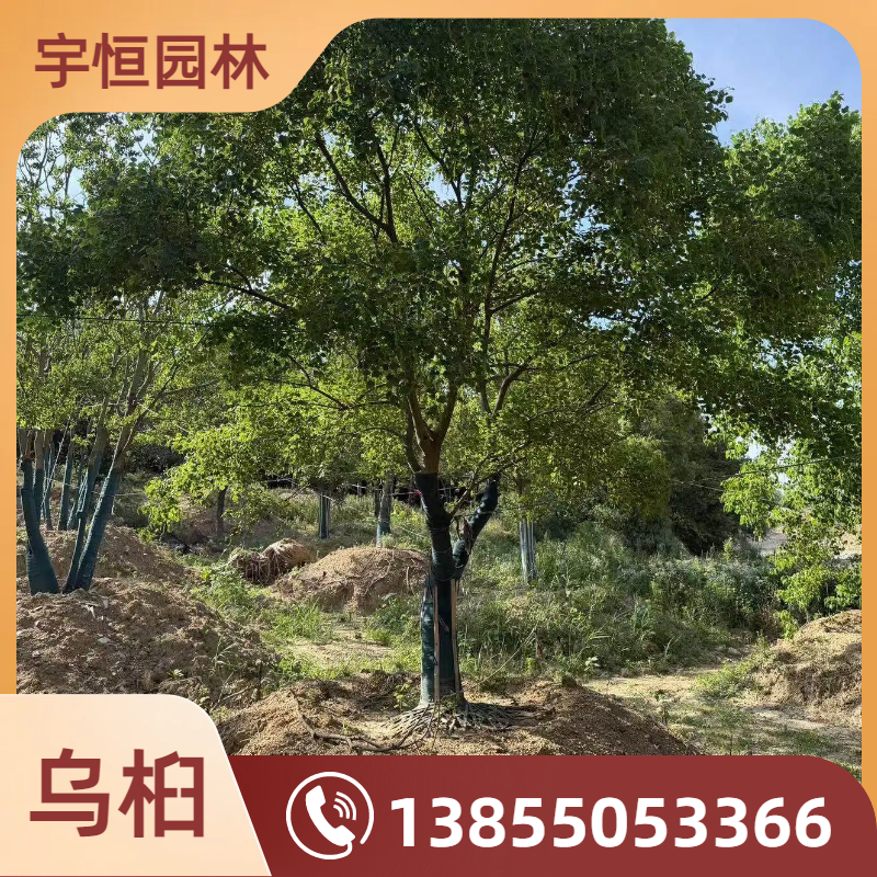 辽源乌桕