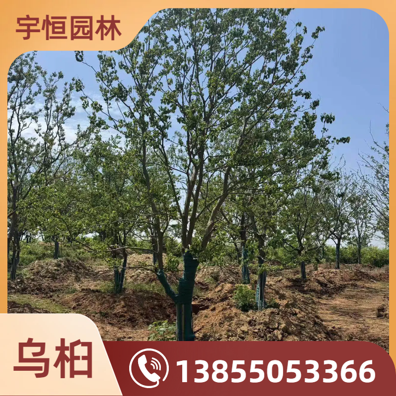 辽源乌桕