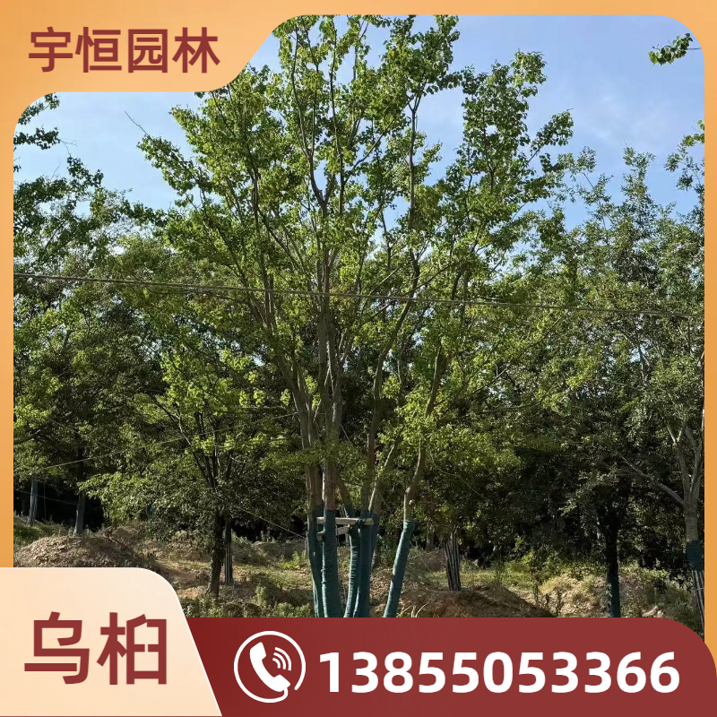 辽源乌桕