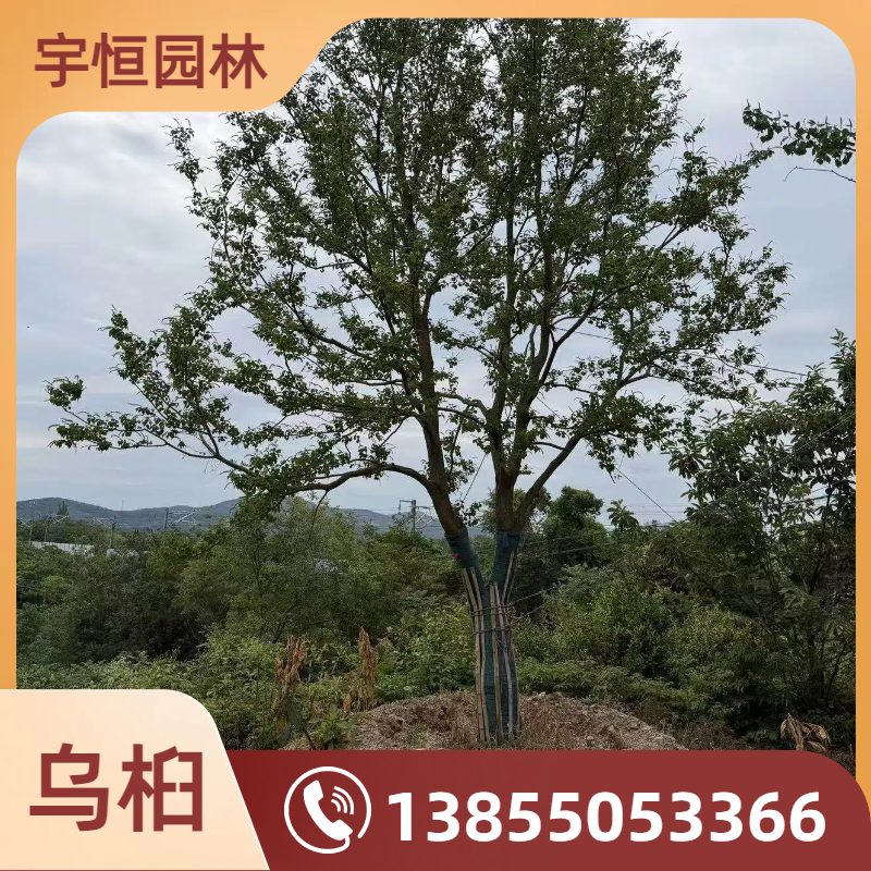 辽源乌桕