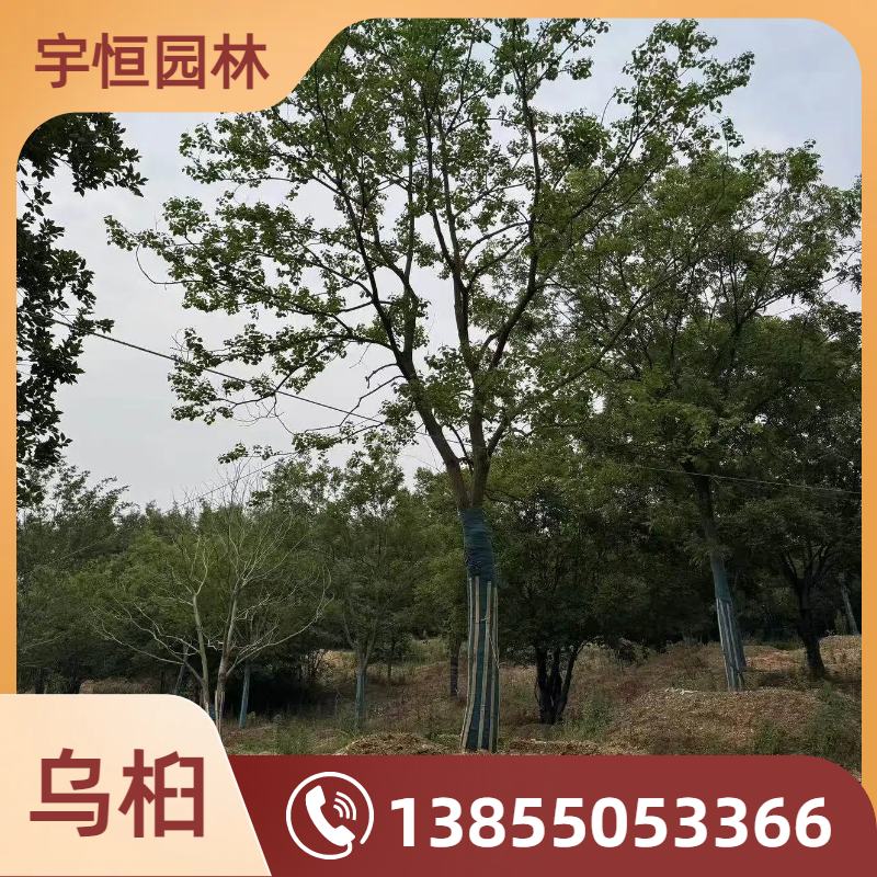 辽源乌桕