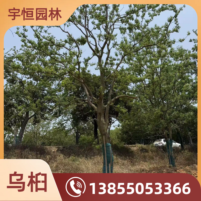 辽源乌桕