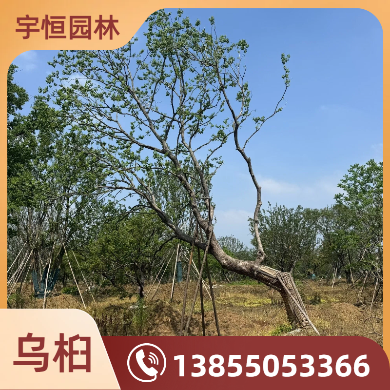 辽源乌桕