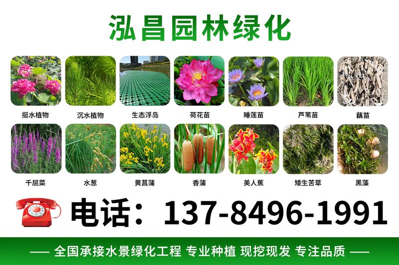 泓昌园林绿化 · 水环境生态治理