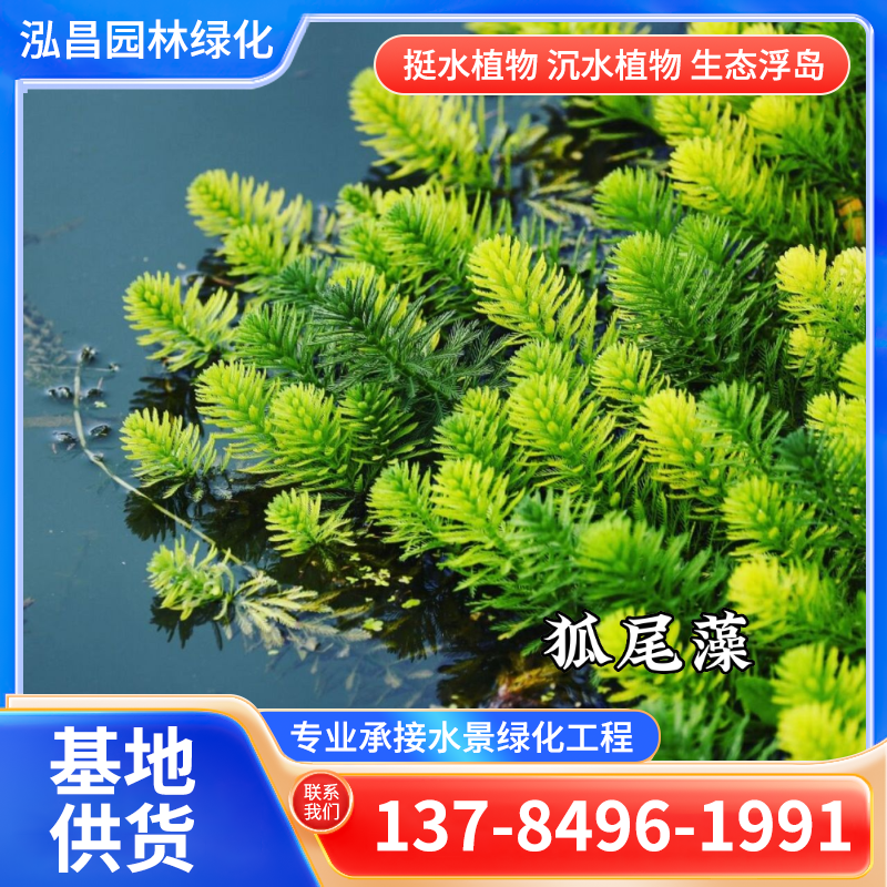 水生植物