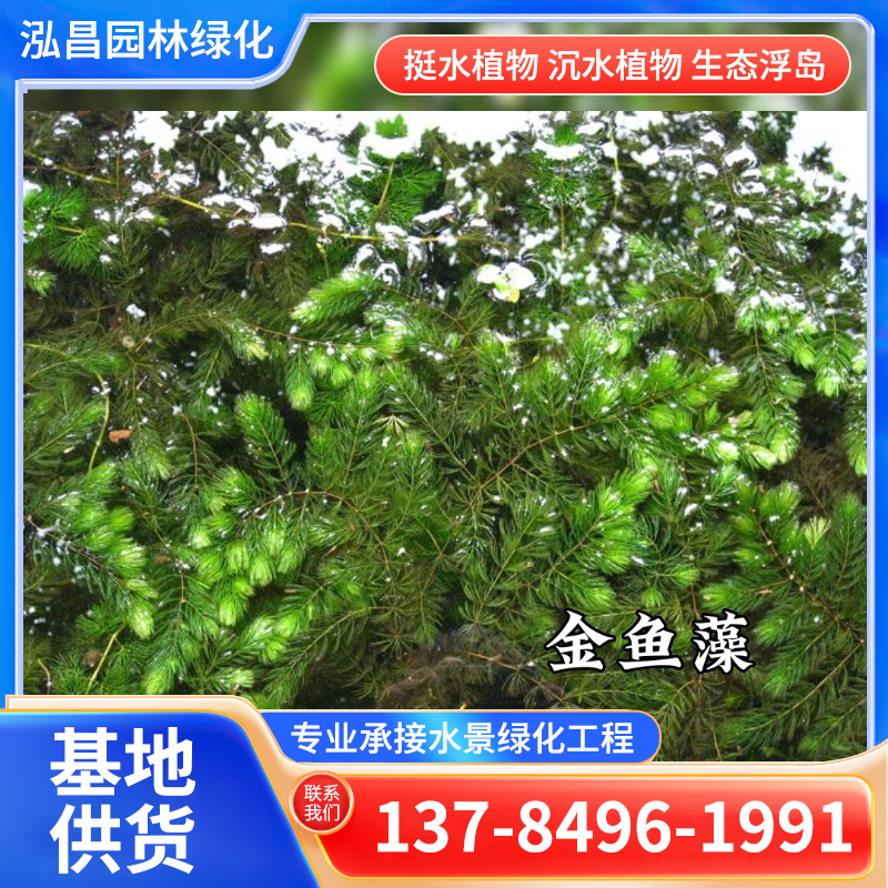 水生植物