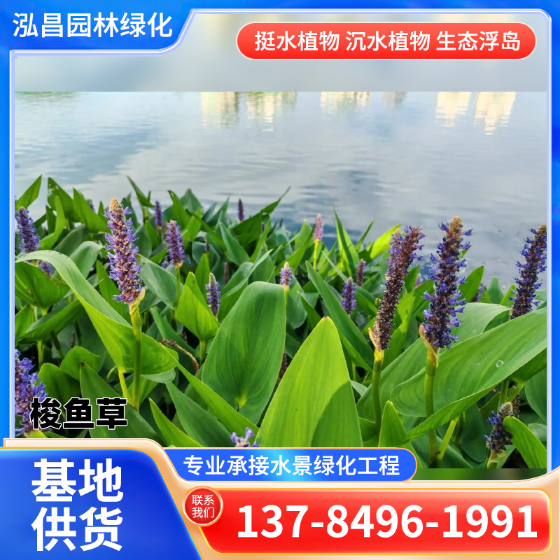 水生植物