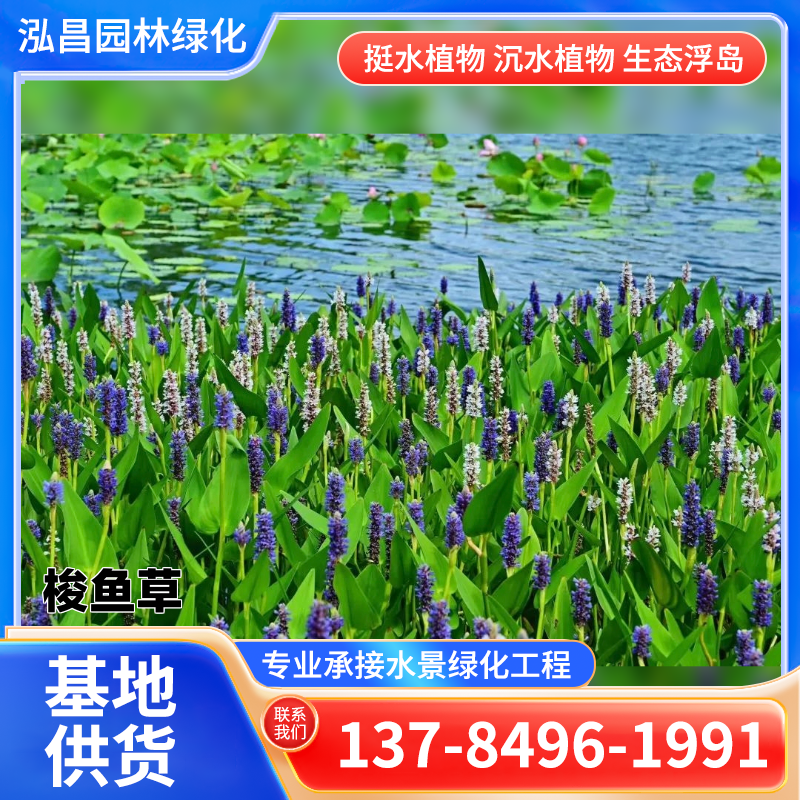 水生植物