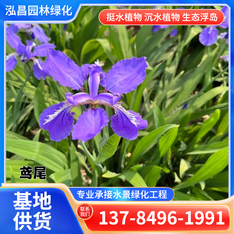 水生植物