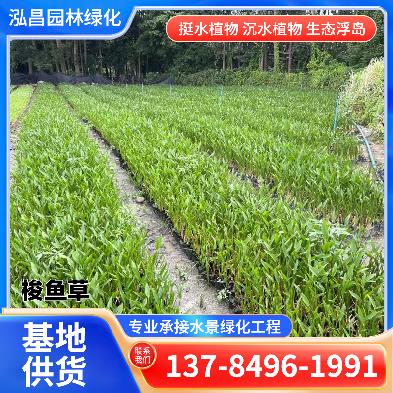 水生植物
