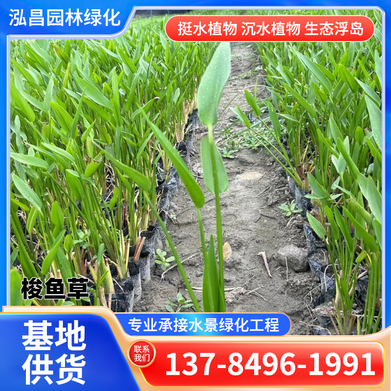 水生植物