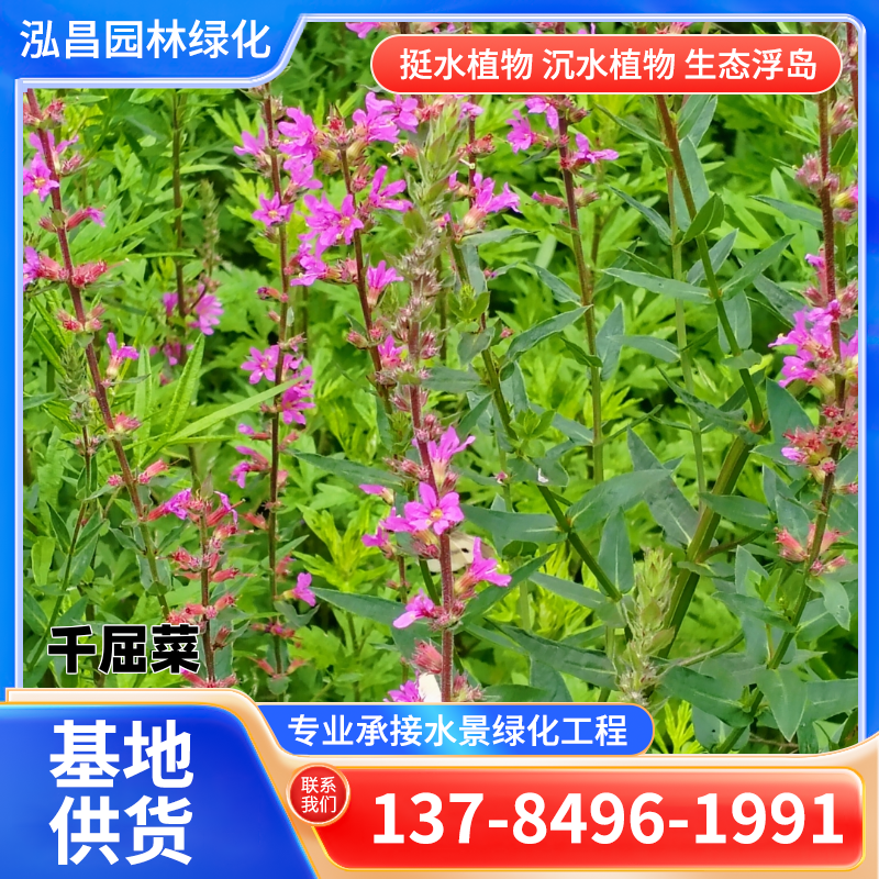 水生植物