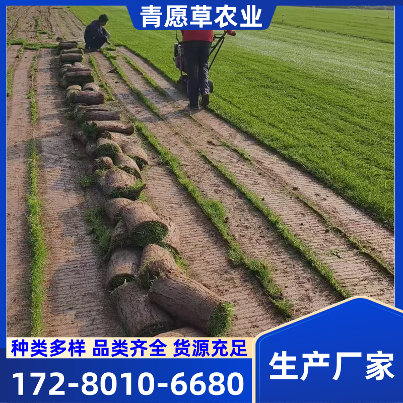 草坪产品